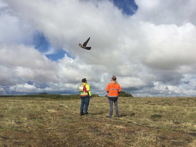 Vliegen met een Drone vogel